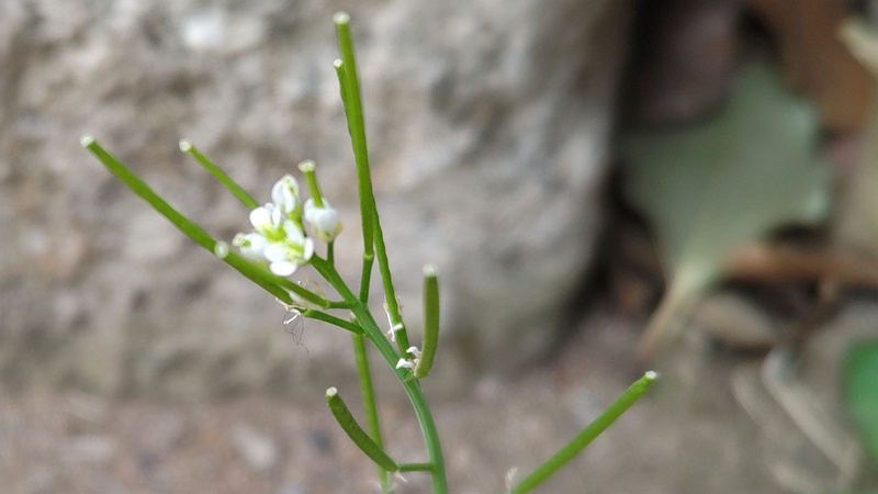 ミチタネツケバナの花 東京都大田区平和島公園