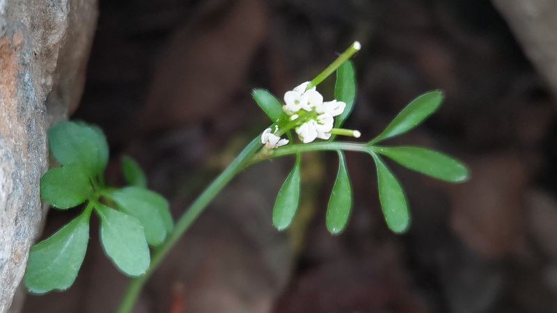 ミチタネツケバナの花 東京都大田区平和島公園