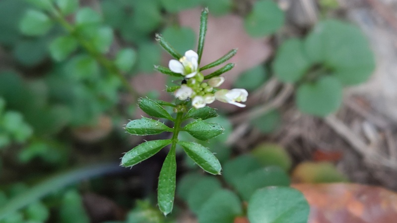 ミチタネツケバナの花 東京都大田区平和島公園