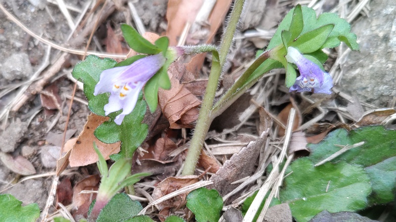トキワハゼの花 東京都大田区平和島公園