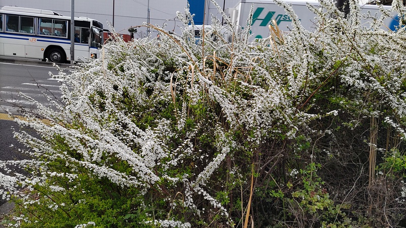 ユキヤナギの花 東京都大田区大和大橋