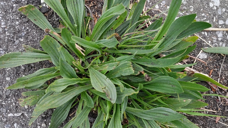ヘラオオバコ 東京都大田区大和大橋