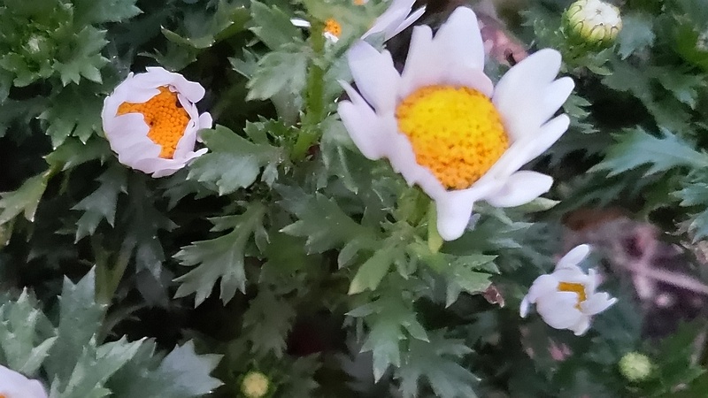 カンシロギクの花 東京都大田区平和島公園
