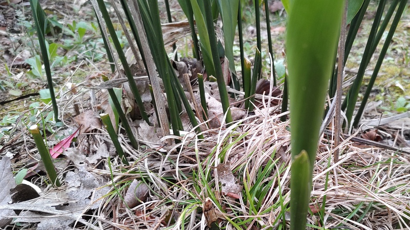 ハランの剪定跡 東京都大田区平和島公園