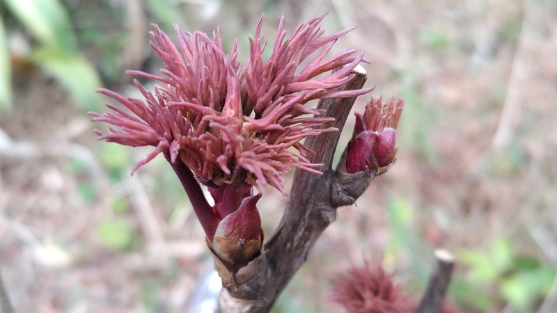 ボタンの新芽 東京都大田区平和島公園