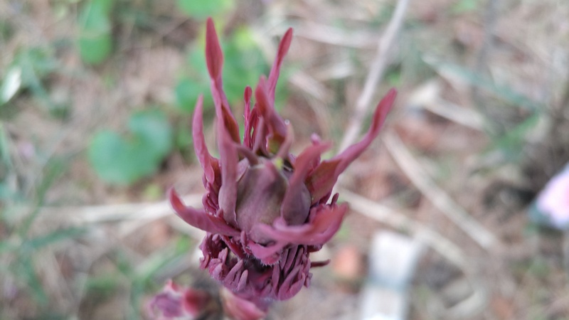 ボタンの新芽 東京都大田区平和島公園