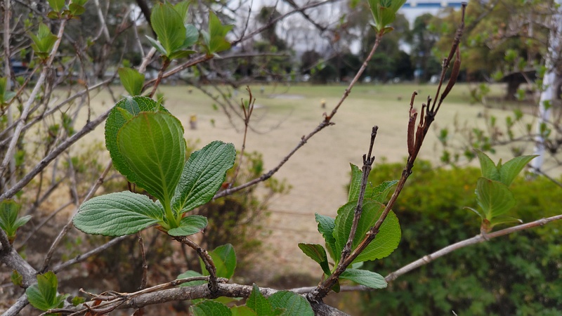 ハコネウツギの新芽 東京都大田区平和島公園