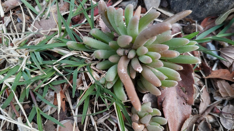 マツバギク 東京都大田区平和島公園
