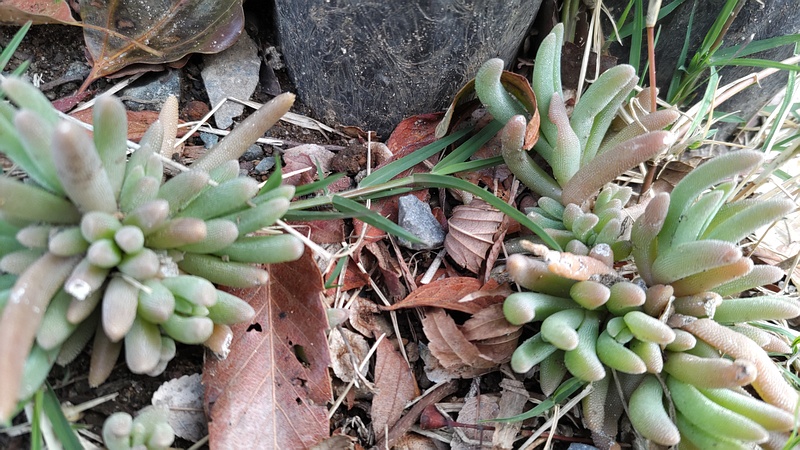 マツバギク 東京都大田区平和島公園