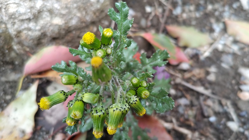 ノボロギクの蕾 東京都大田区平和島公園