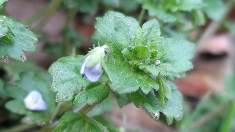 オオイヌノフグリの花 東京都大田区平和島公園