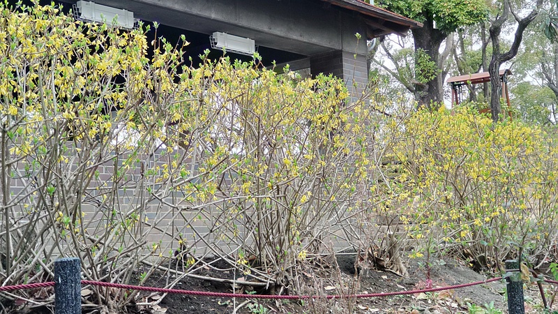 レンギョウの花 東京都大田区平和島公園