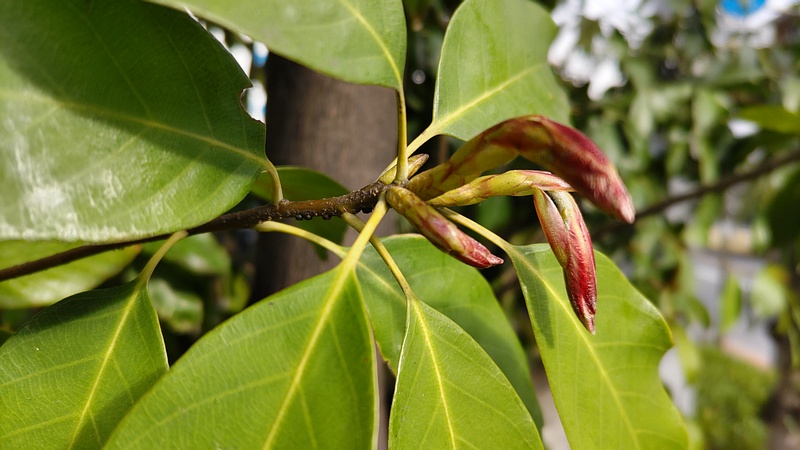 アラカシの新芽 東京都大田区平和島