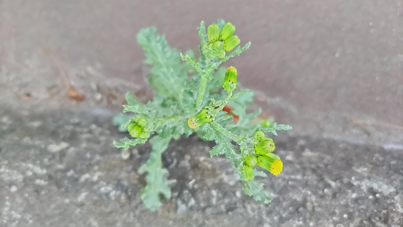 ノボロギクの花 東京都大田区平和島公園