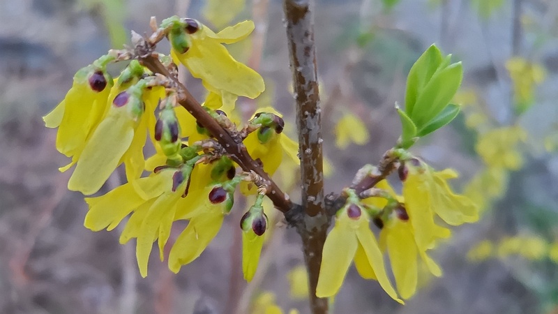 レンギョウの花 東京都大田区平和島公園
