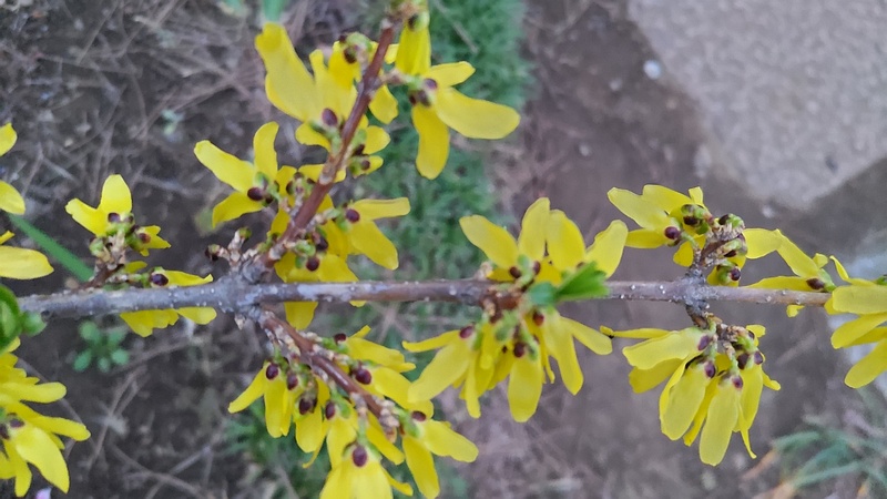 レンギョウの花 東京都大田区平和島公園