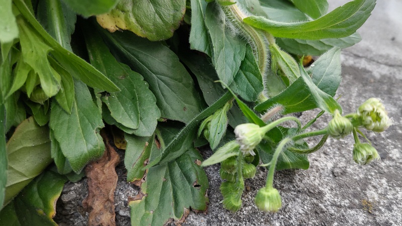 ハルジオンの蕾 横浜市旭区中希望が丘