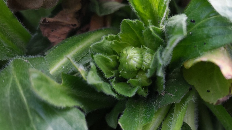 ハルジオンの蕾 横浜市旭区中希望が丘