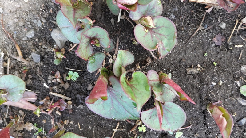 ドクダミ 東京都大田区平和の森公園