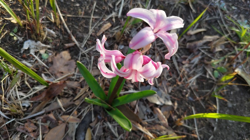 ヒヤシンスの花 東京都大田区平和の森公園