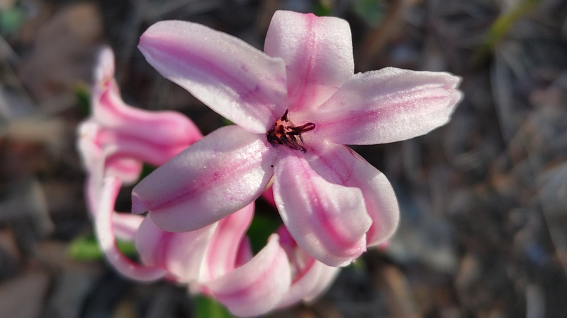 ヒヤシンスの花 東京都大田区平和の森公園
