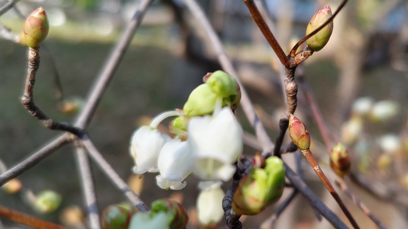 ドウダンツツジの花 東京都大田区平和の森公園