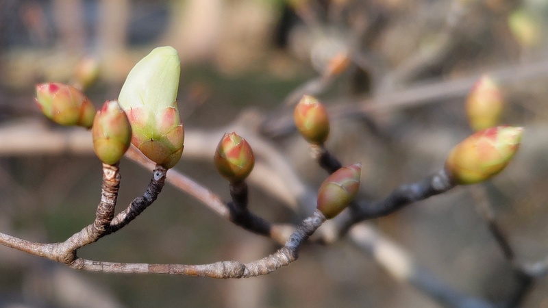 ドウダンツツジの花 東京都大田区平和の森公園