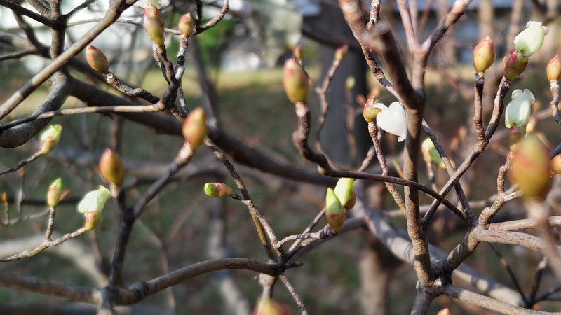 ドウダンツツジの花 東京都大田区平和の森公園