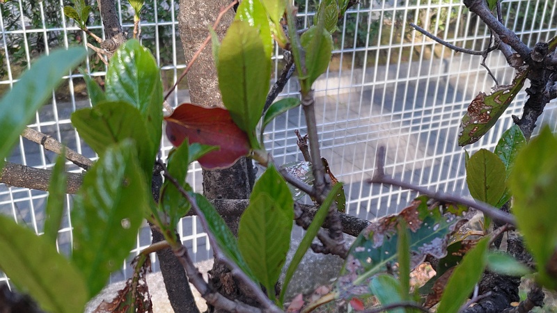 サンゴジュ 東京都大田区平和の森公園