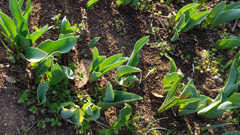 チューリップの葉 東京都大田区平和の森公園