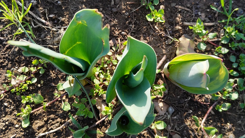 チューリップの葉 東京都大田区平和の森公園