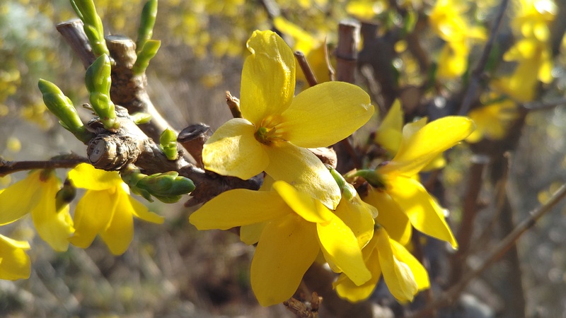 レンギョウの花 東京都大田区平和の森公園