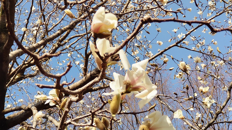 モクレンの花 東京都大田区平和の森公園