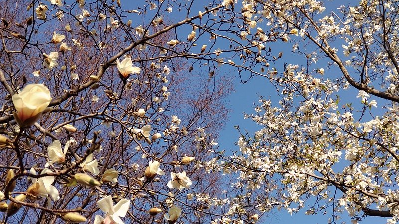 モクレンの花 東京都大田区平和の森公園
