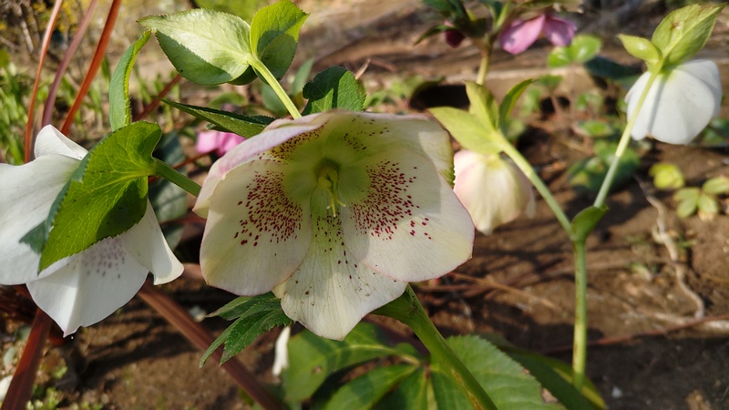 クリスマスローズの花 東京都大田区平和の森公園