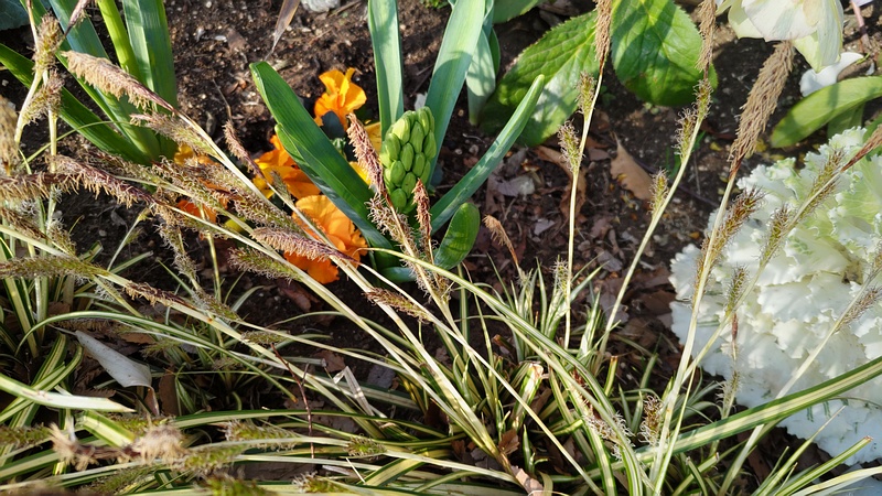 ハボタン、フイリカンスゲ、ヒヤシンス 東京都大田区平和の森公園