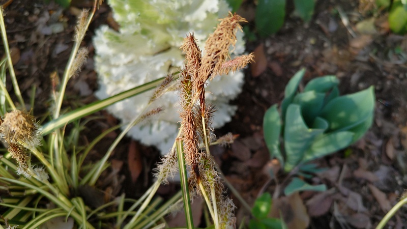 フイリカンスゲ 東京都大田区平和の森公園