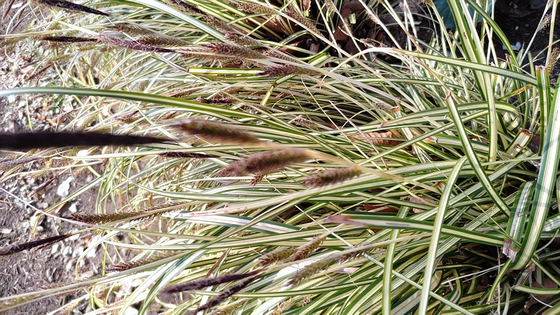 フイリカンスゲ 東京都大田区平和の森公園
