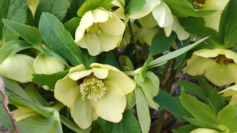 クリスマスローズの花 東京都大田区平和の森公園
