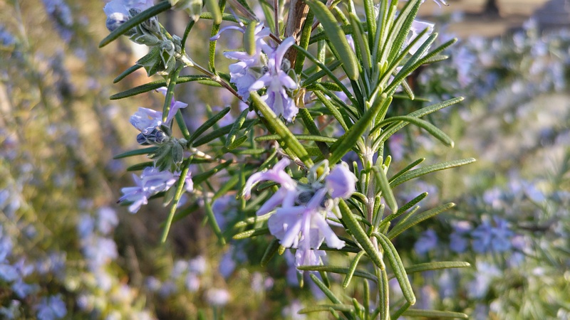 ローズマリーの花 東京都大田区平和の森公園