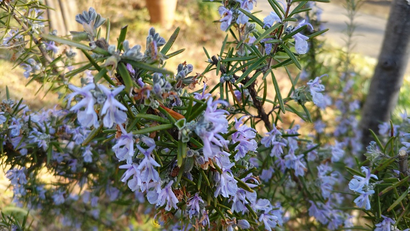 ローズマリーの花 東京都大田区平和の森公園