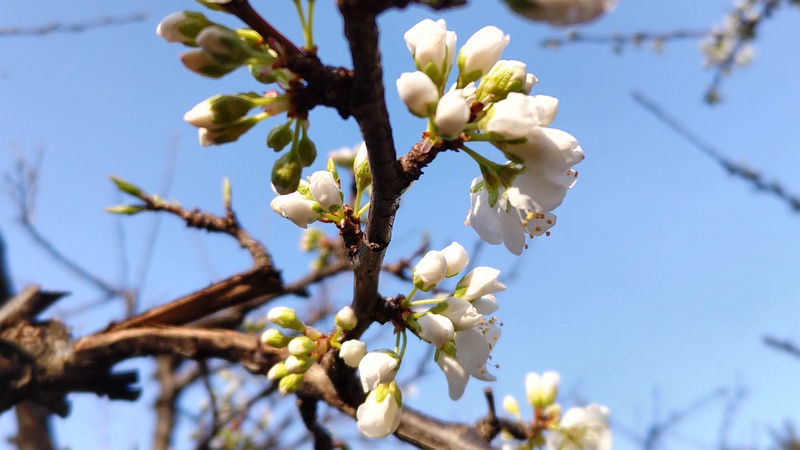 スモモの花 東京都大田区平和の森公園