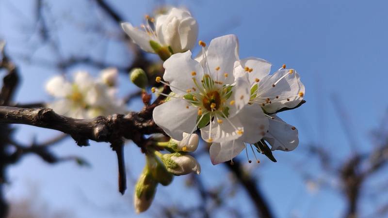 スモモの花 東京都大田区平和の森公園