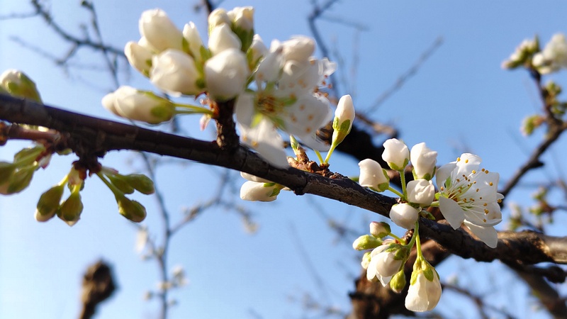 スモモの花 東京都大田区平和の森公園