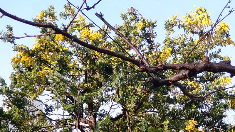 ギンヨウアカシアの花 東京都大田区平和の森公園