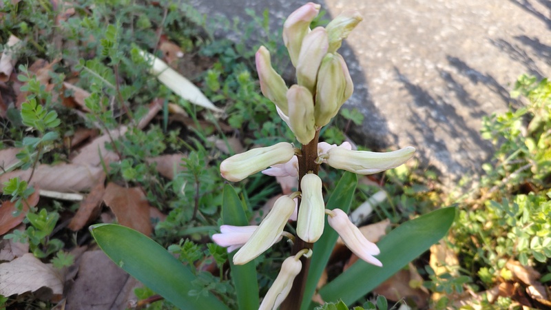 ヒヤシンスの花 東京都大田区平和の森公園