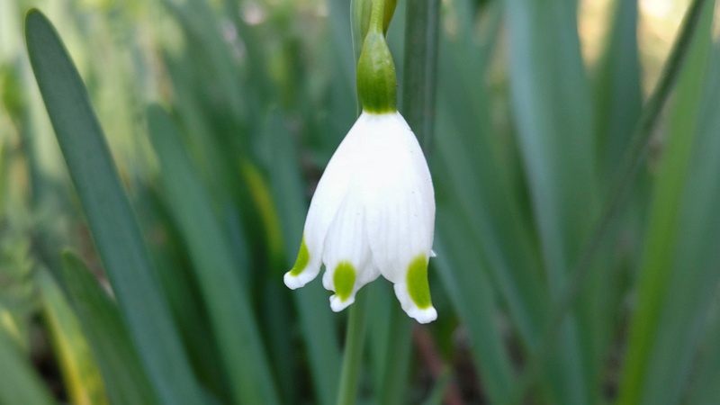 スノーフレークの花 東京都大田区平和の森公園