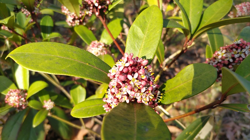 ミヤマシキミの雄花 東京都大田区平和の森公園