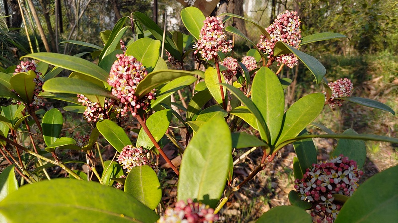 ミヤマシキミの雄花 東京都大田区平和の森公園