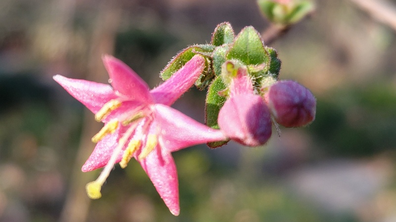 ウグイスカグラの花 東京都大田区平和の森公園